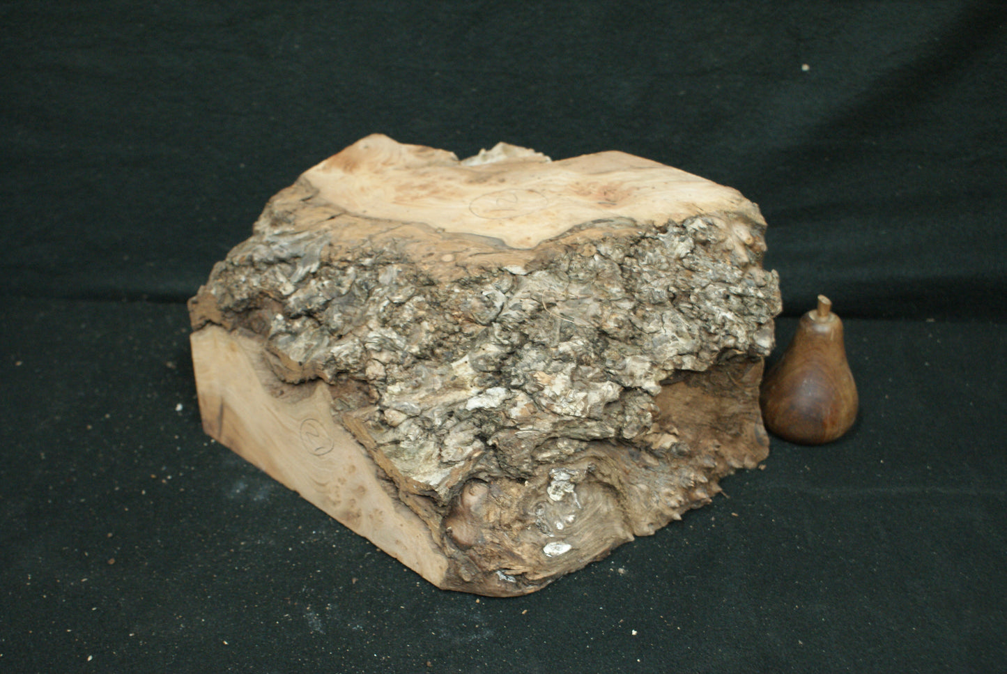 Elm Burr 10 L x 9 W x 6 D Inches(21)