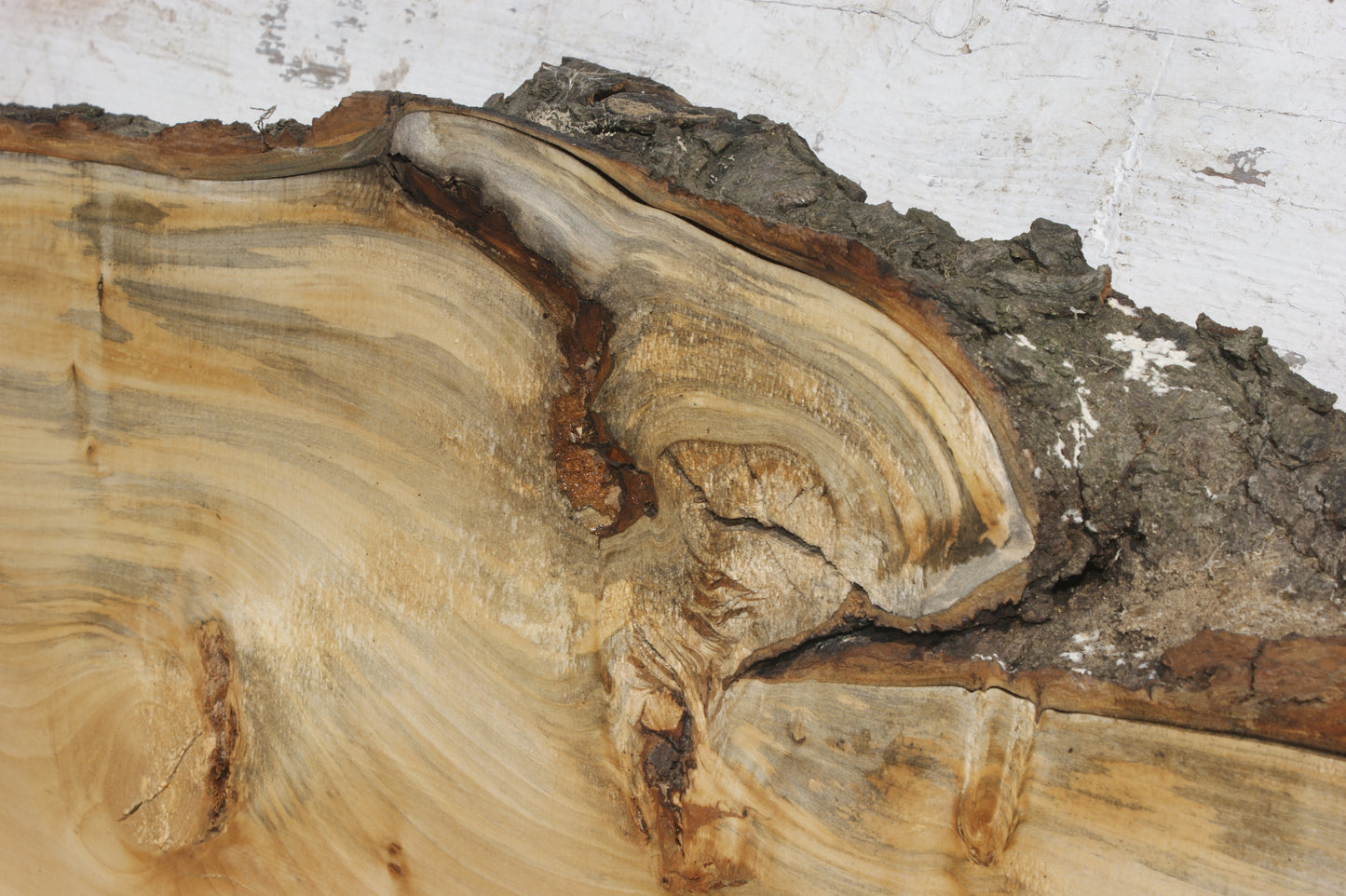 LIME MANTLE (491)