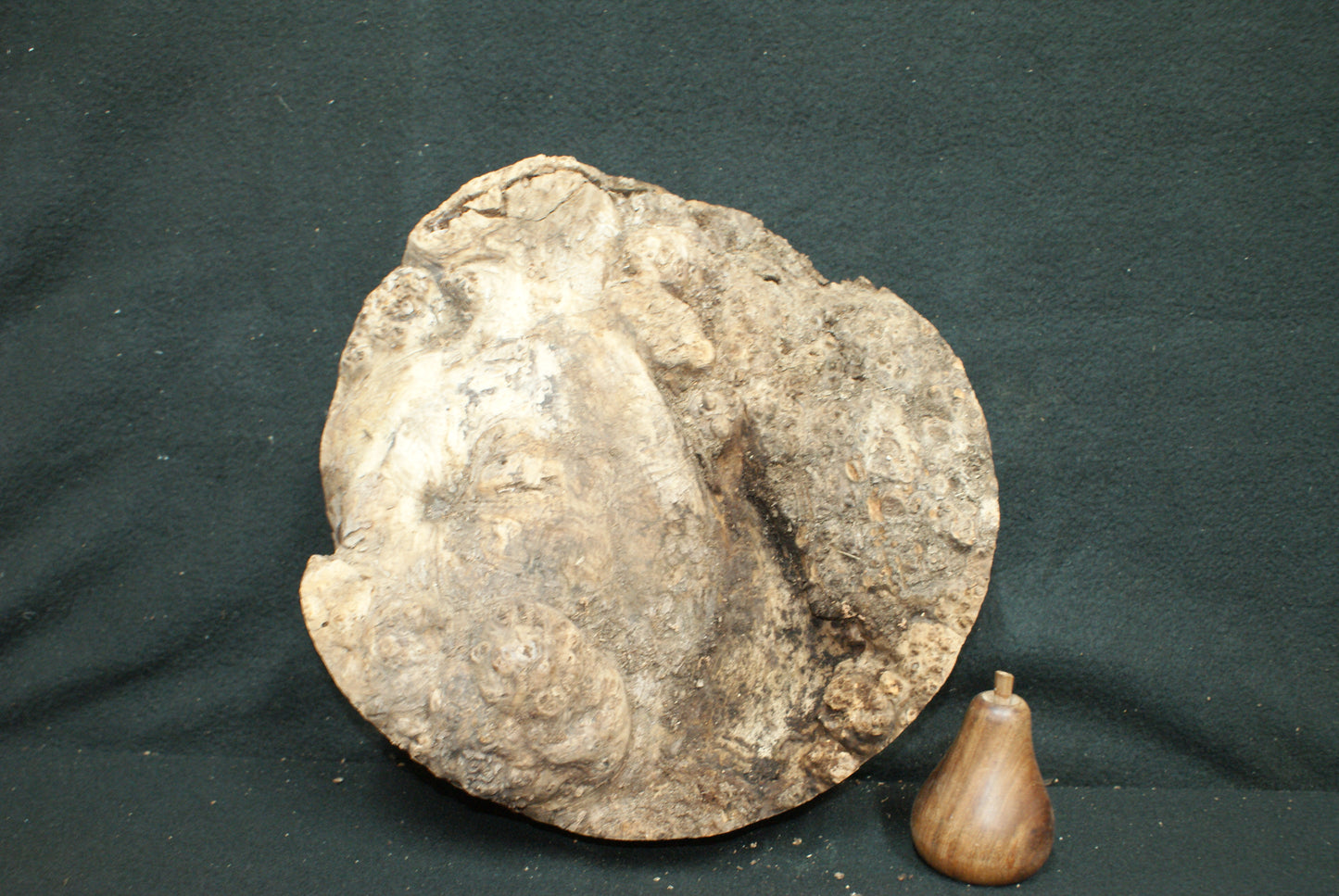 Elm Burr wood turning blanks, perfect for resin work (42)
