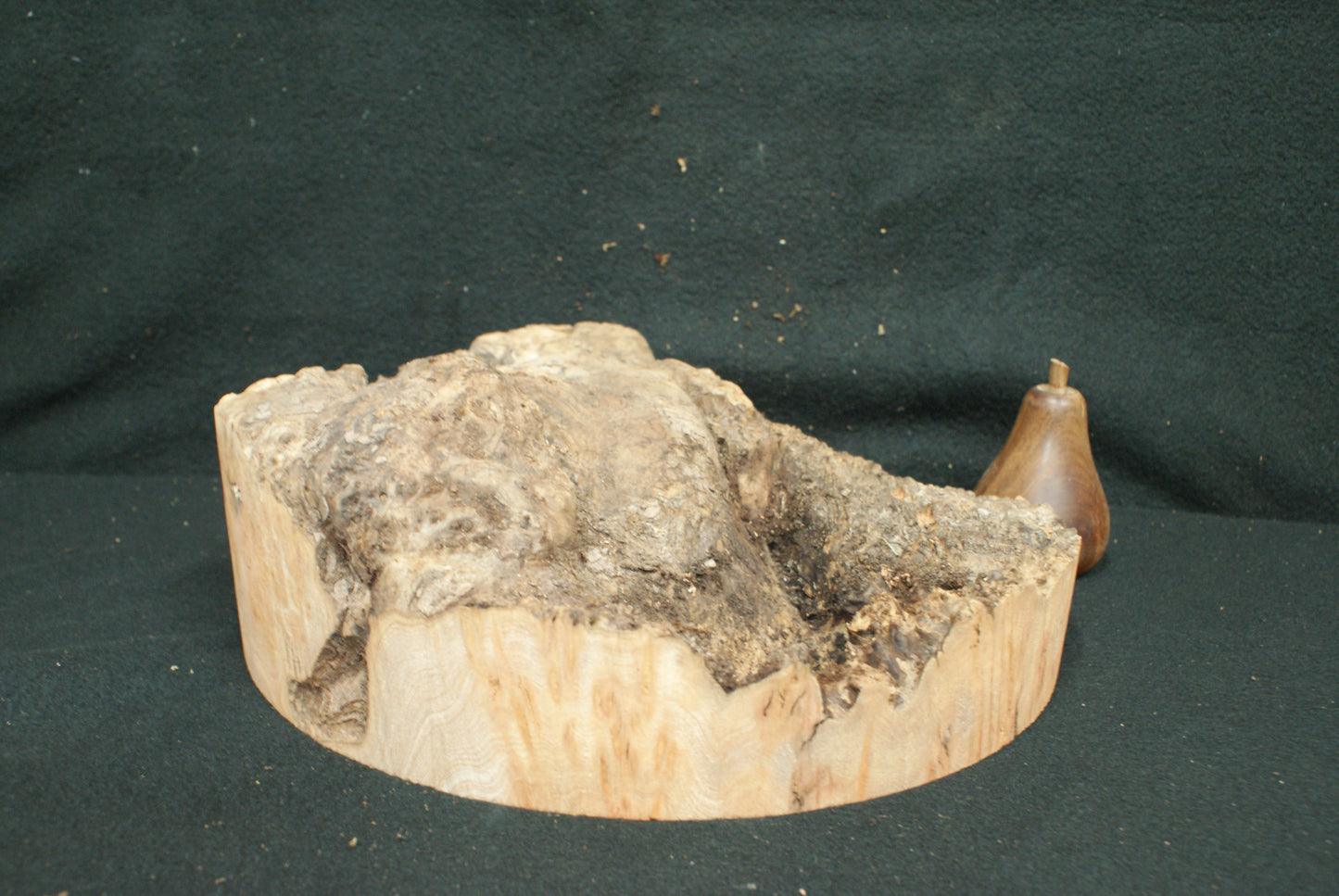 Elm Burr wood turning blanks, perfect for resin work (42)