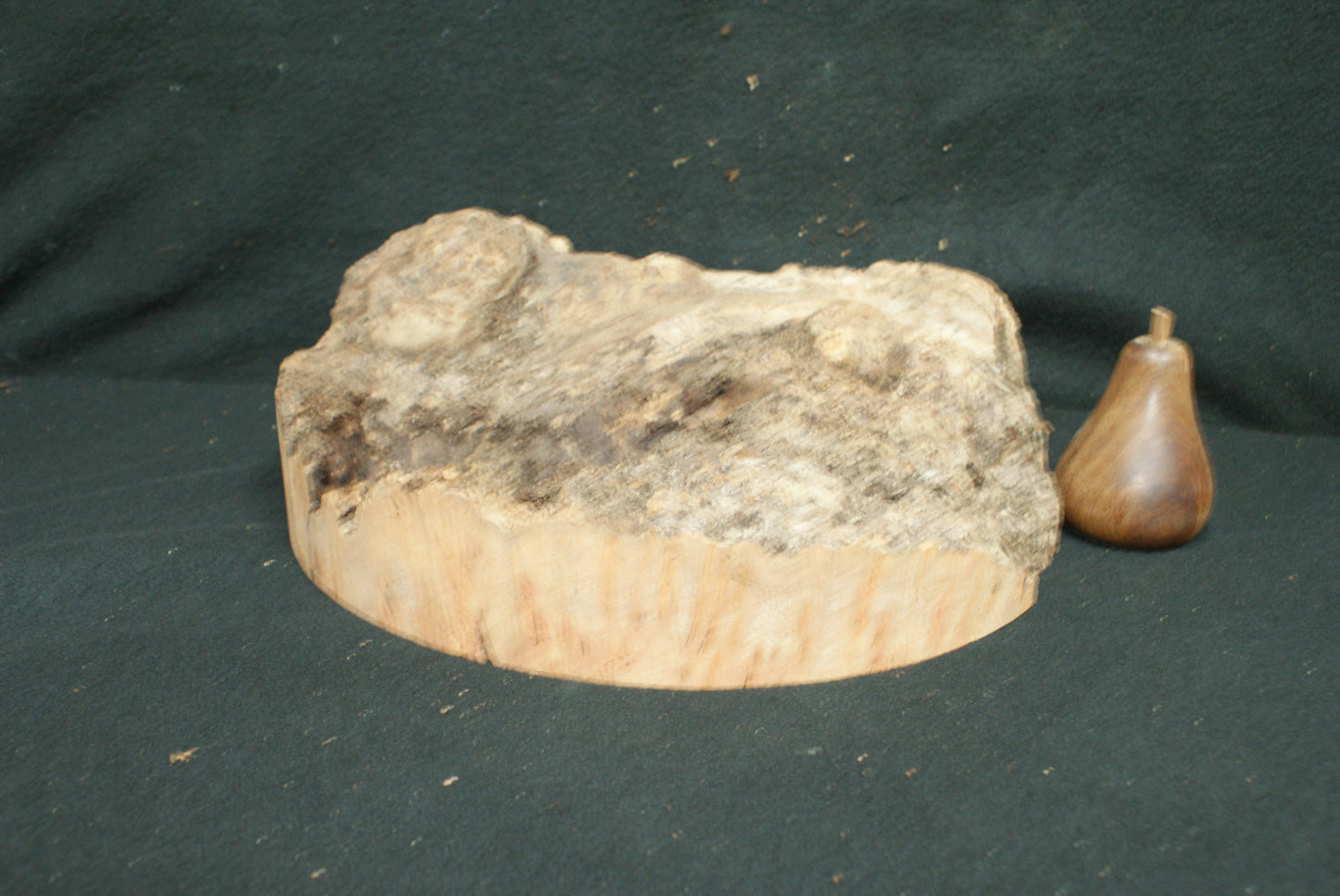 Elm Burr wood turning blanks, perfect for resin work (42)