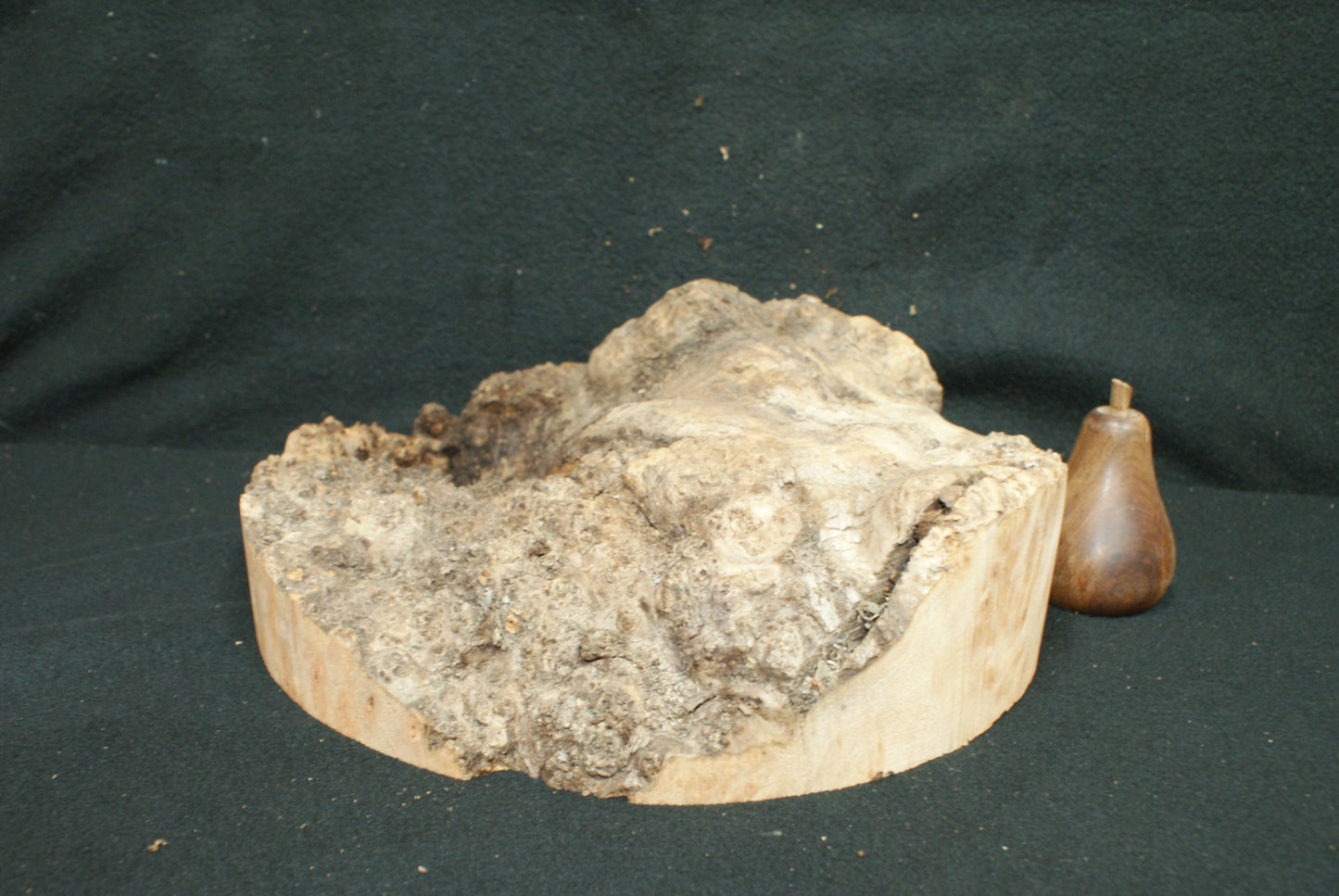 Elm Burr wood turning blanks, perfect for resin work (42)