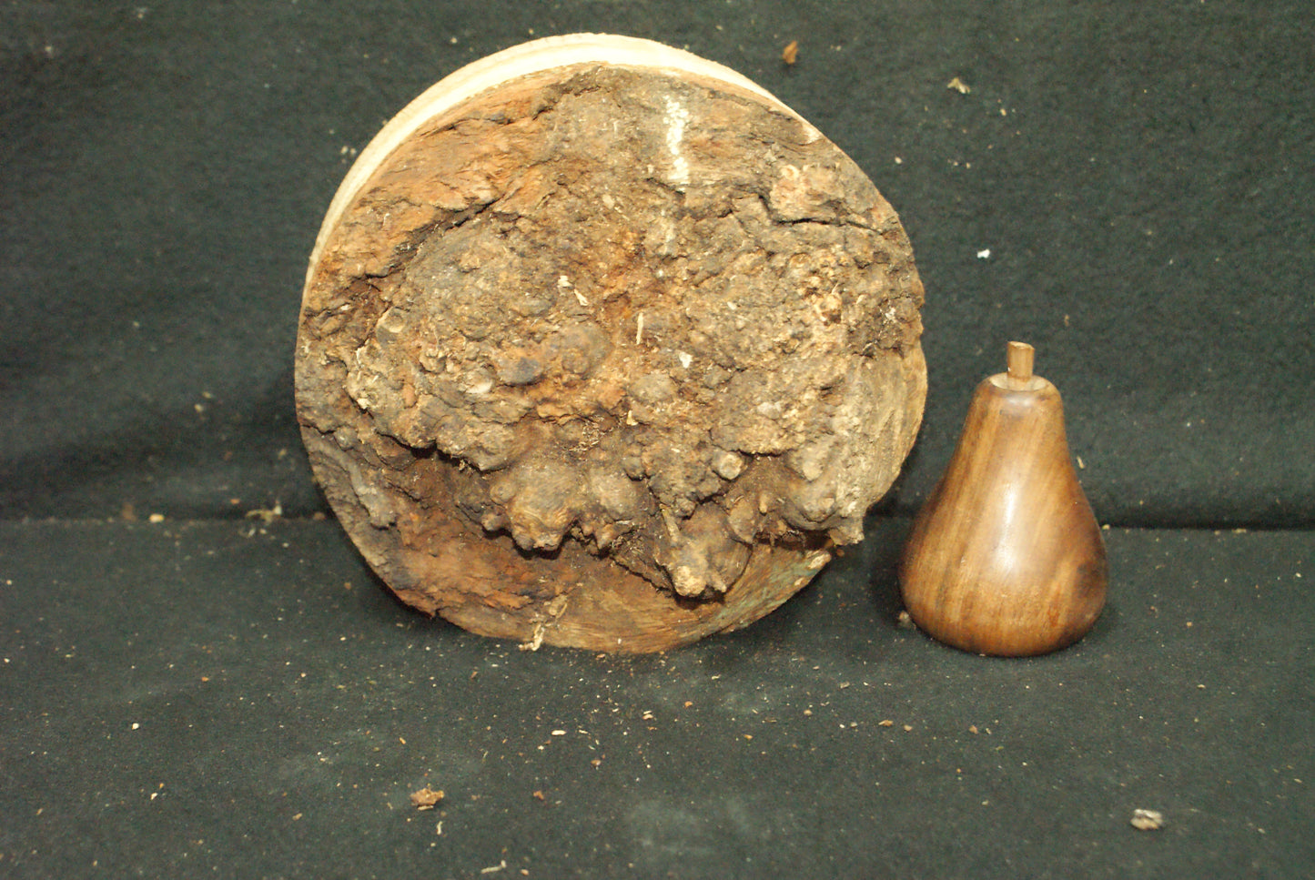 Burr Oak wood turning blank 7 L x 3 D Inches (55)