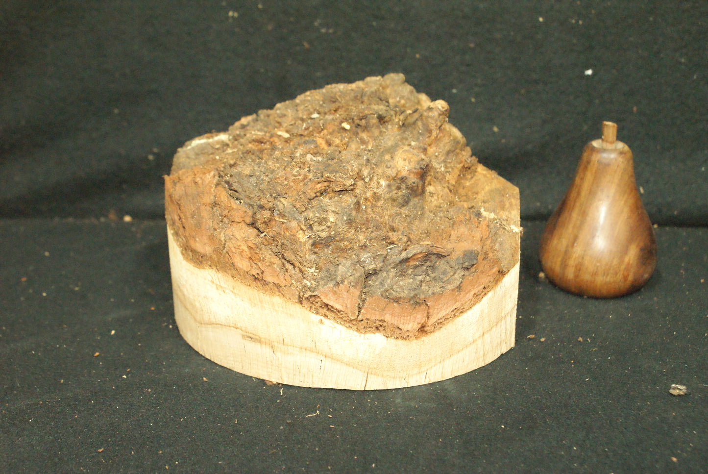 Burr Oak wood turning blank 7 L x 3 D Inches (55)