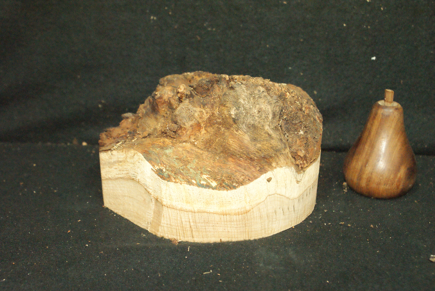 Burr Oak wood turning blank 7 L x 3 D Inches (55)