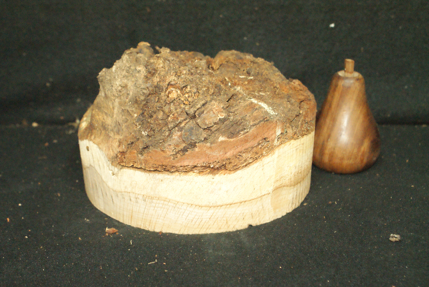 Burr Oak wood turning blank 7 L x 3 D Inches (55)
