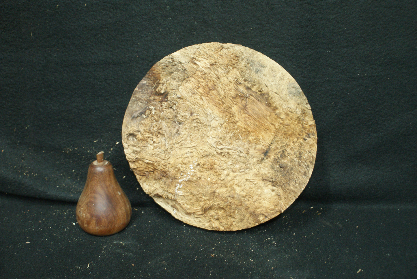 Pippy Oak wood turning blank 7 W x 2.5 D Inches (66)