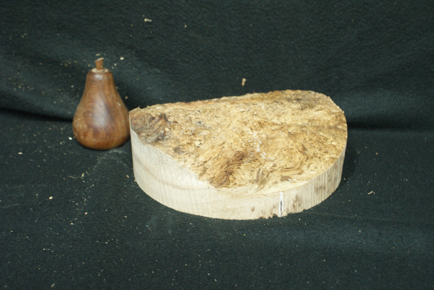 Pippy Oak wood turning blank 7 W x 2.5 D Inches (66)