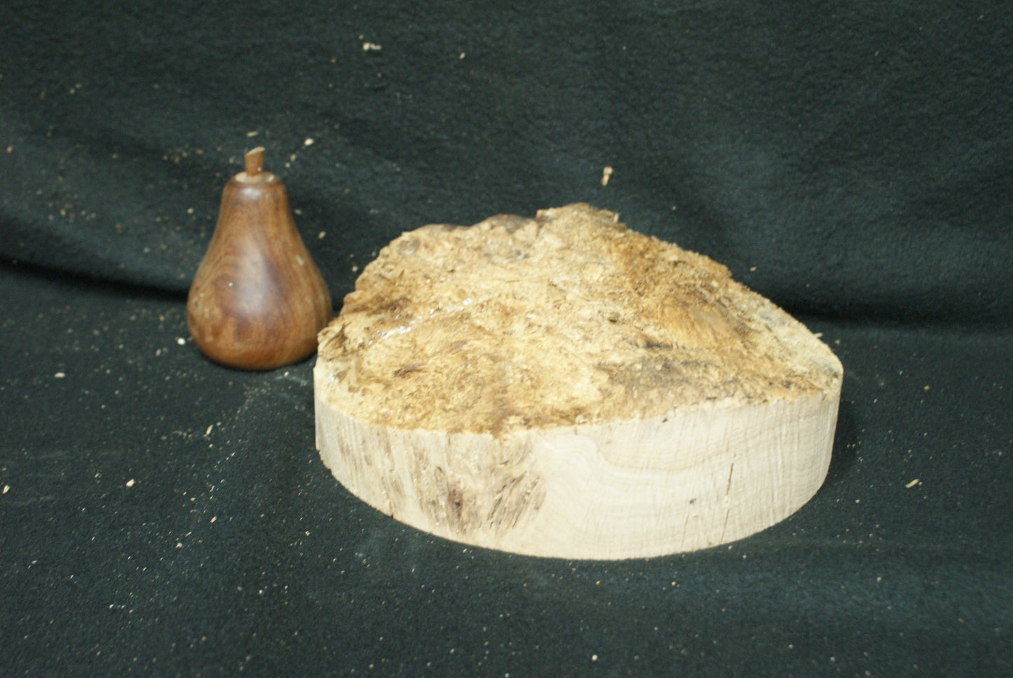 Pippy Oak wood turning blank 7 W x 2.5 D Inches (66)