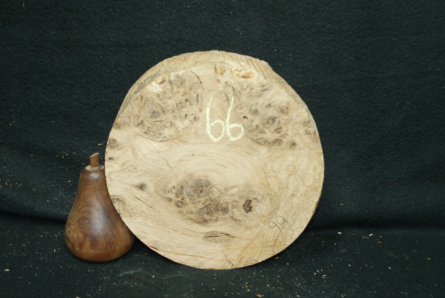 Pippy Oak wood turning blank 7 W x 2.5 D Inches (66)