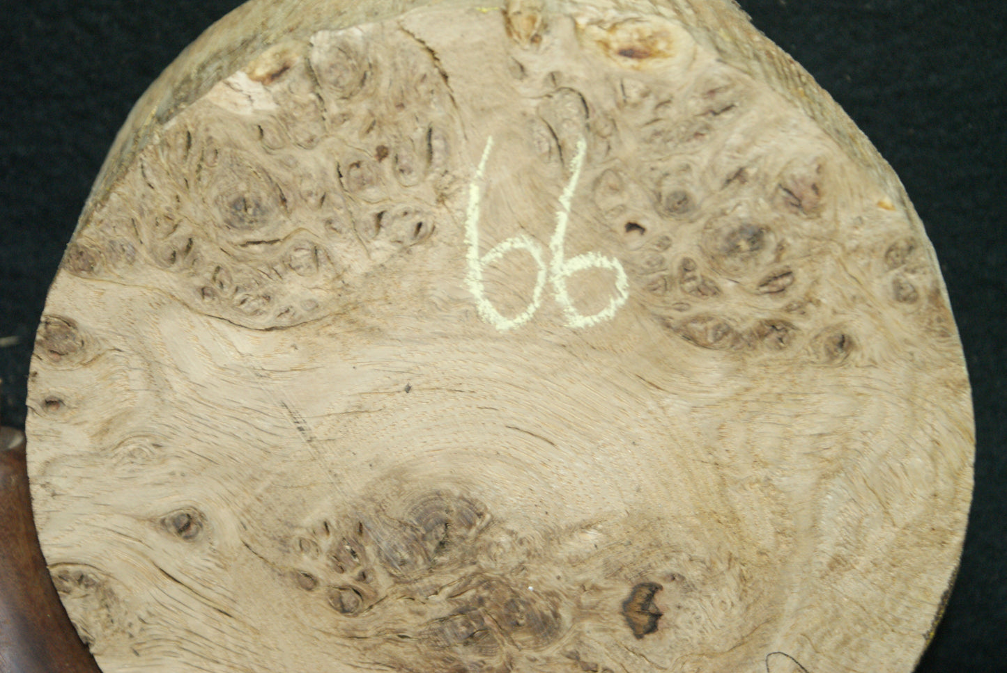 Pippy Oak wood turning blank 7 W x 2.5 D Inches (66)