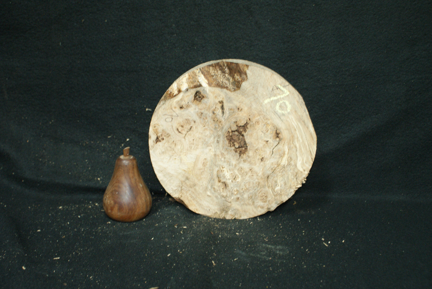 Burr Oak wood turning blank 8 W x 2 D Inches (70)