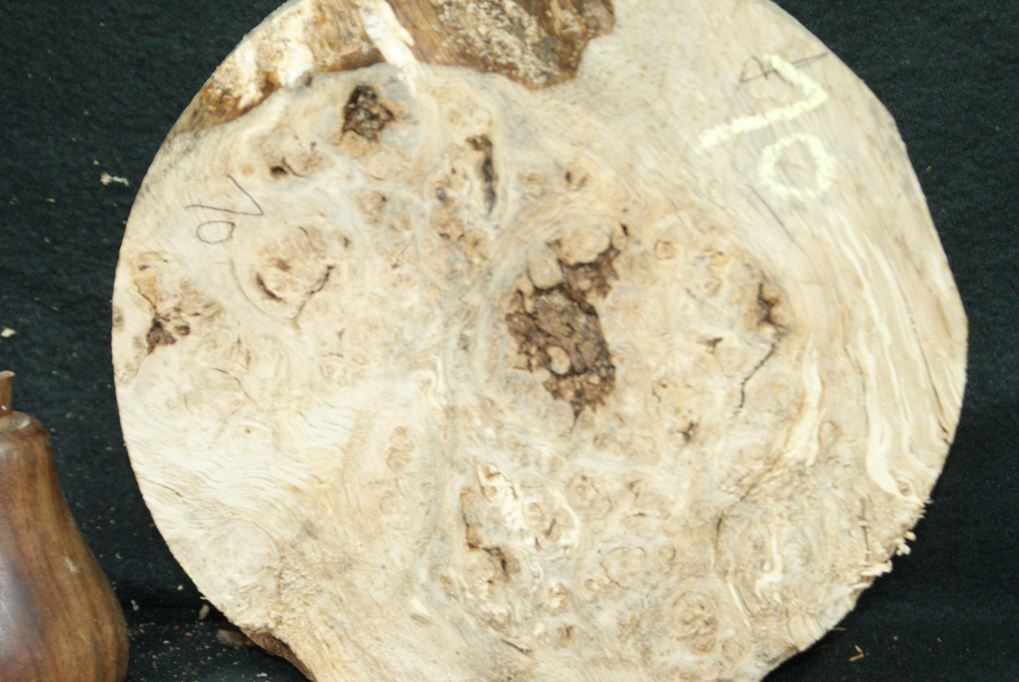 Burr Oak wood turning blank 8 W x 2 D Inches (70)