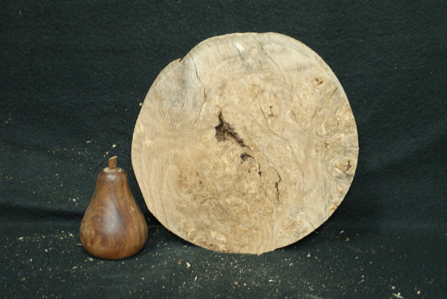 Burr Oak wood turning blank 8 W x 2 D Inches (70)