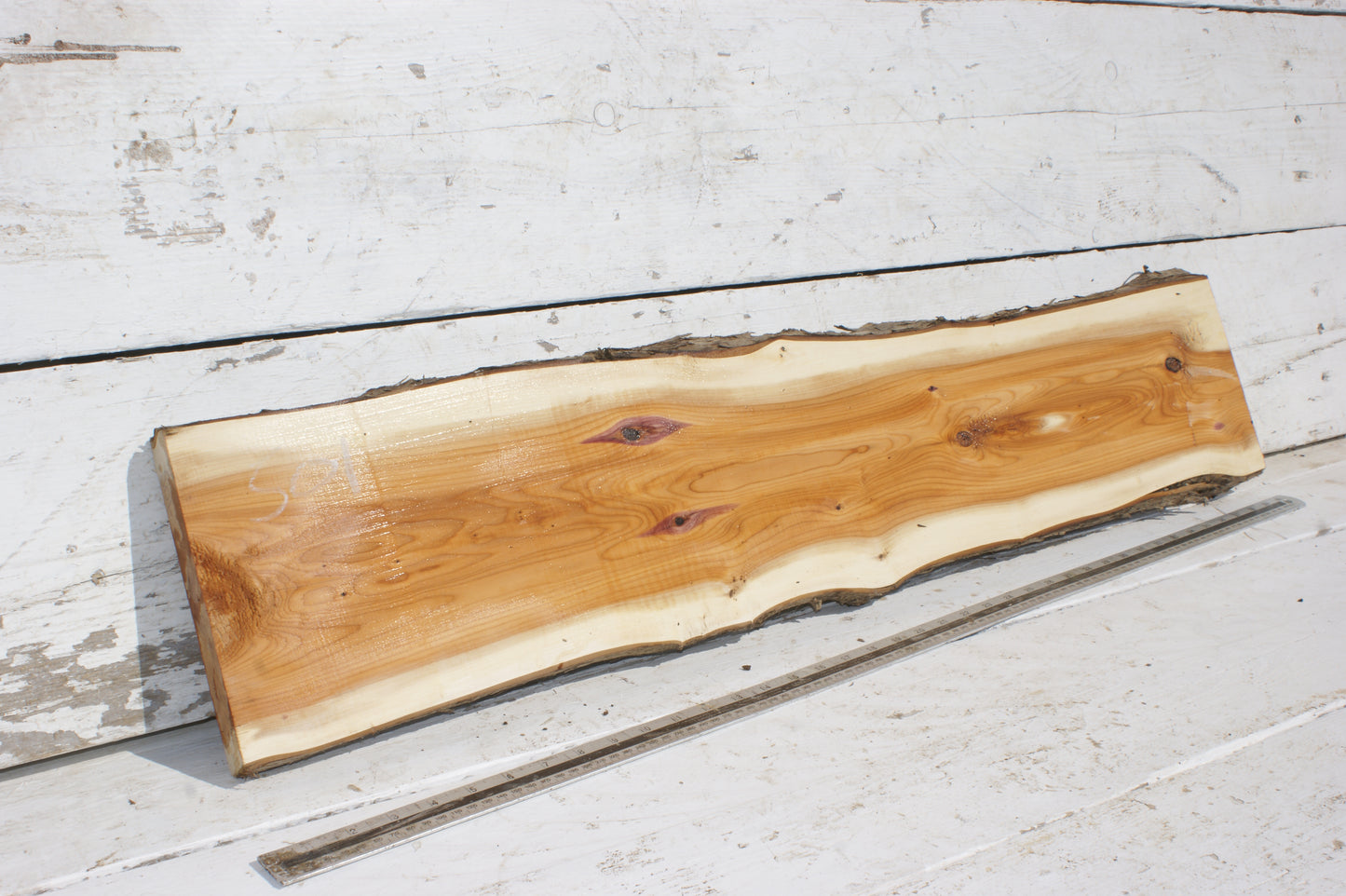 English Yew Shelf. (501)