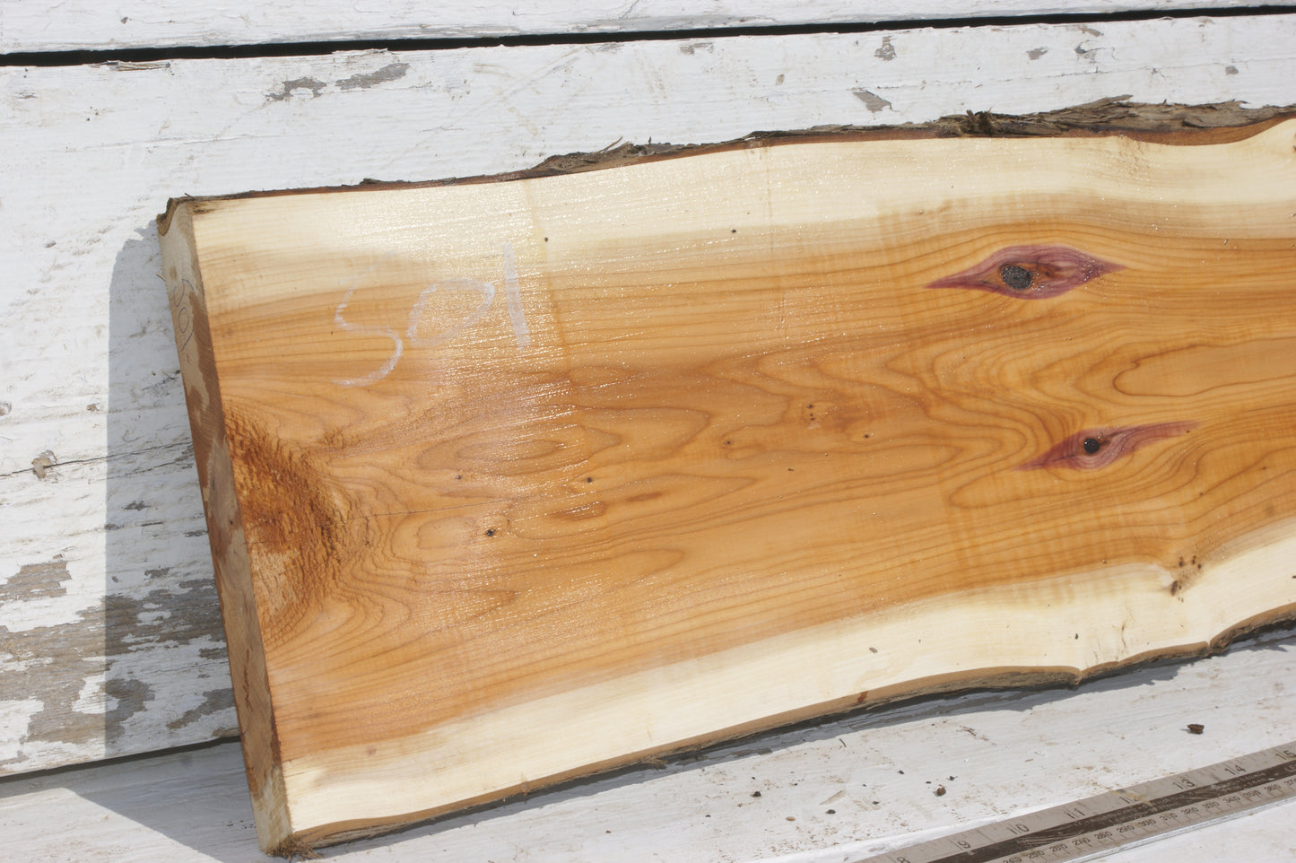 English Yew Shelf. (501)