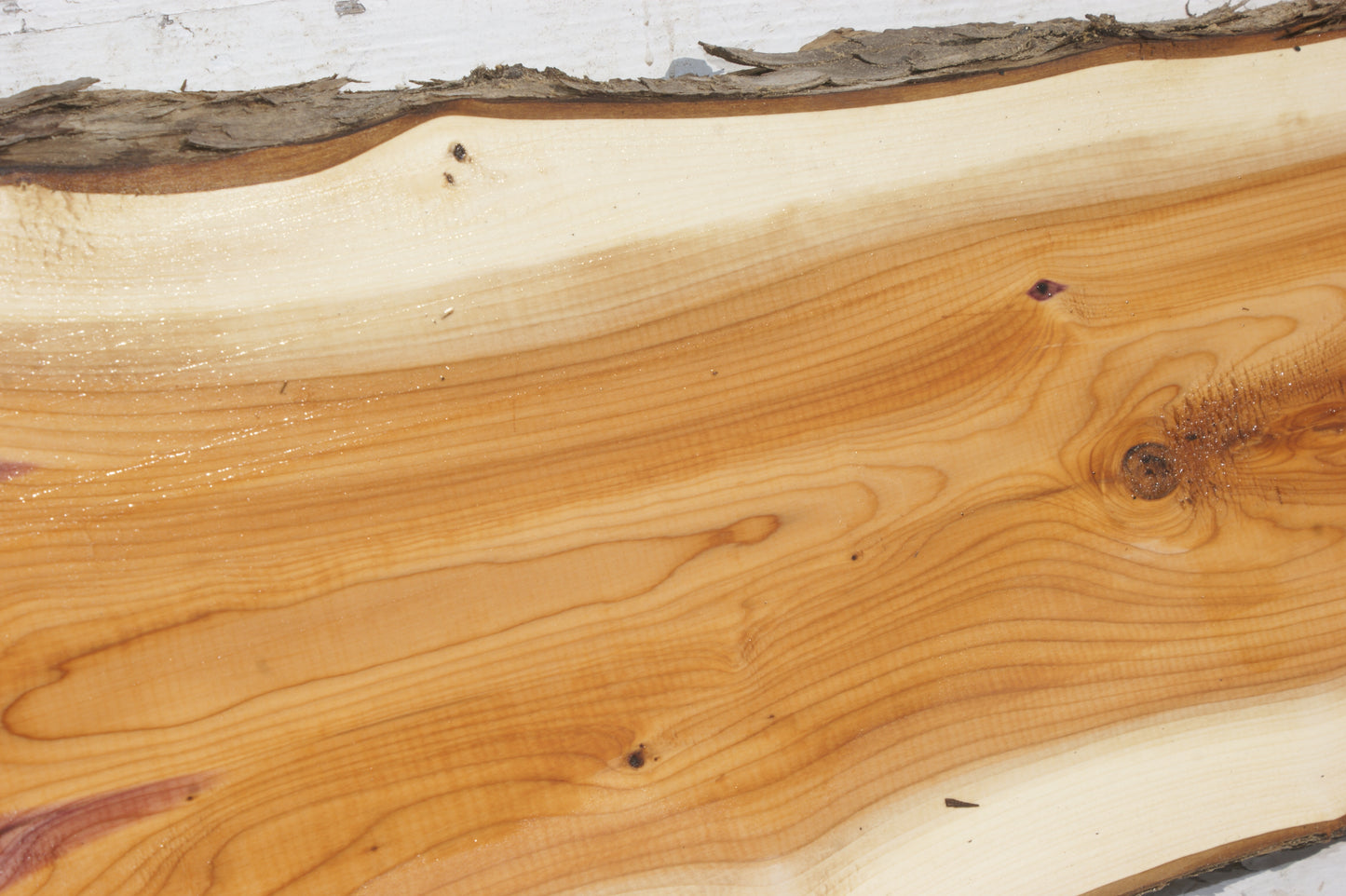 English Yew Shelf. (501)