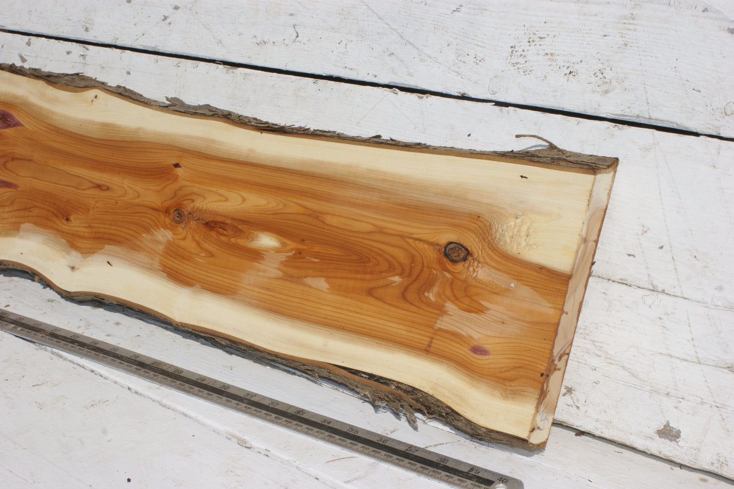 English Yew Shelf. (501)