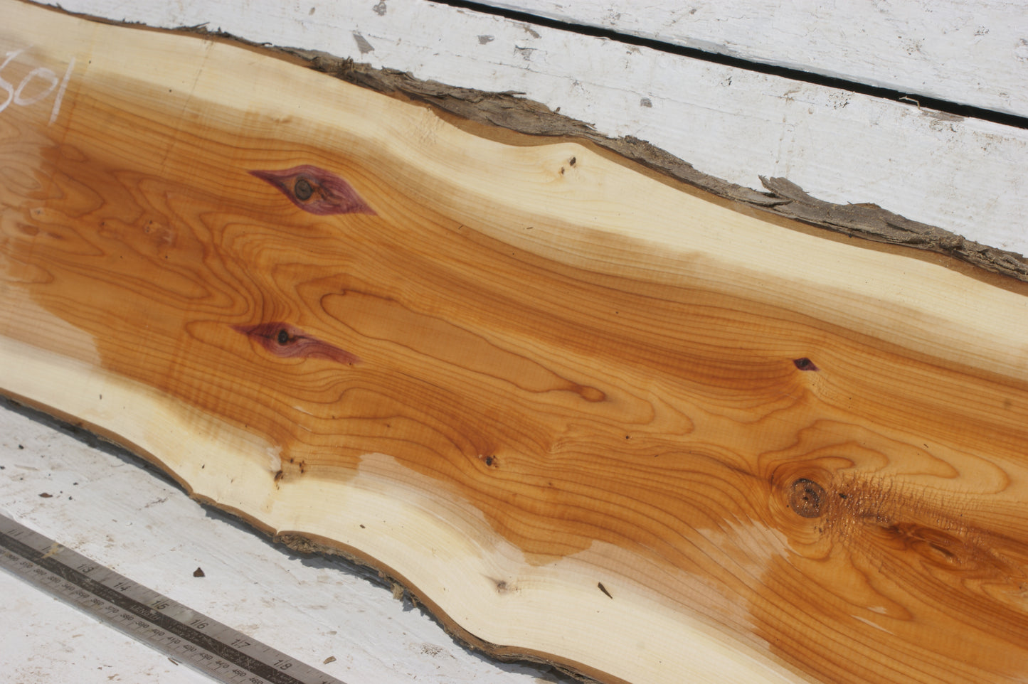 English Yew Shelf. (501)