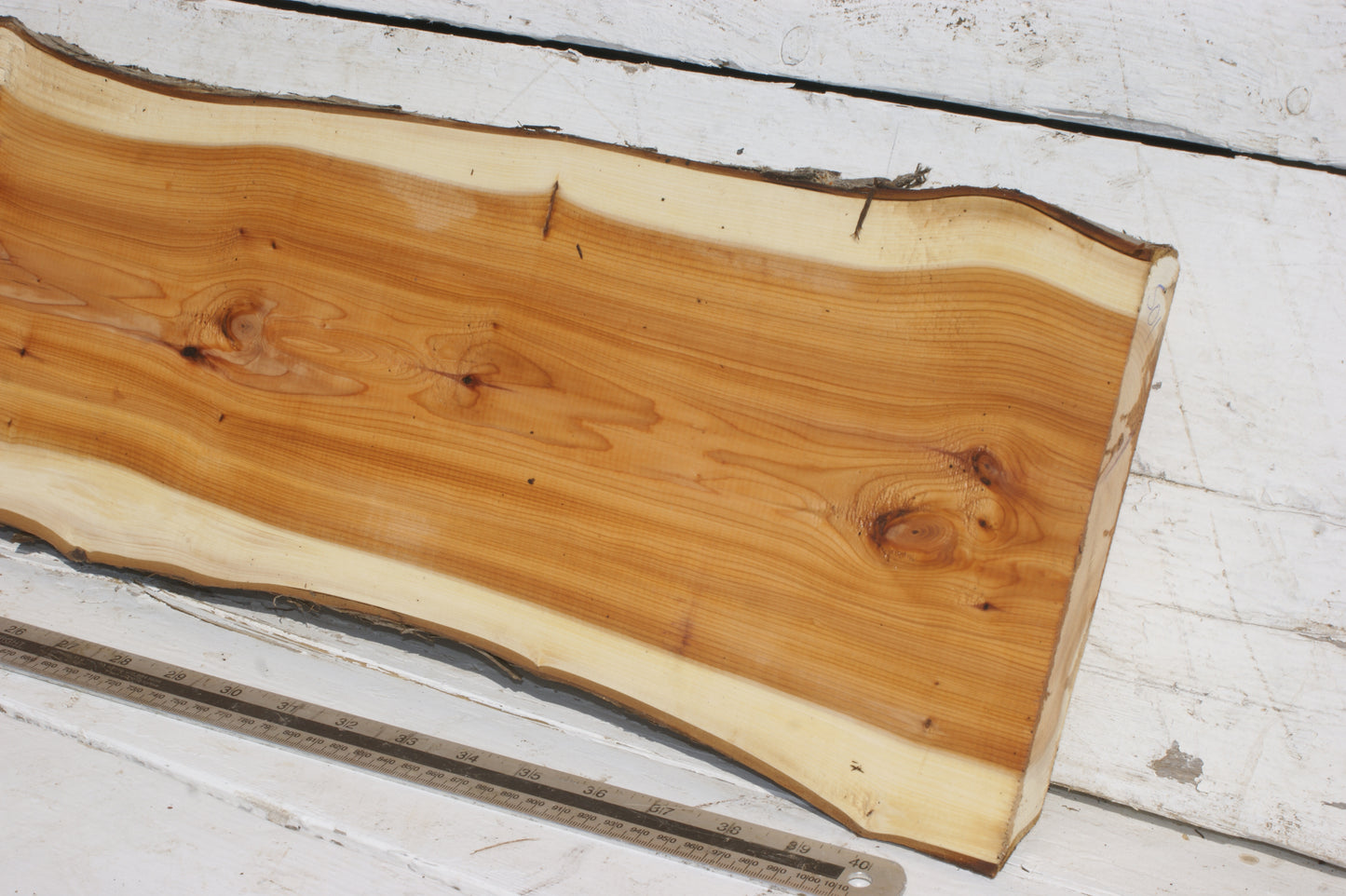 English Yew Shelf. (501)