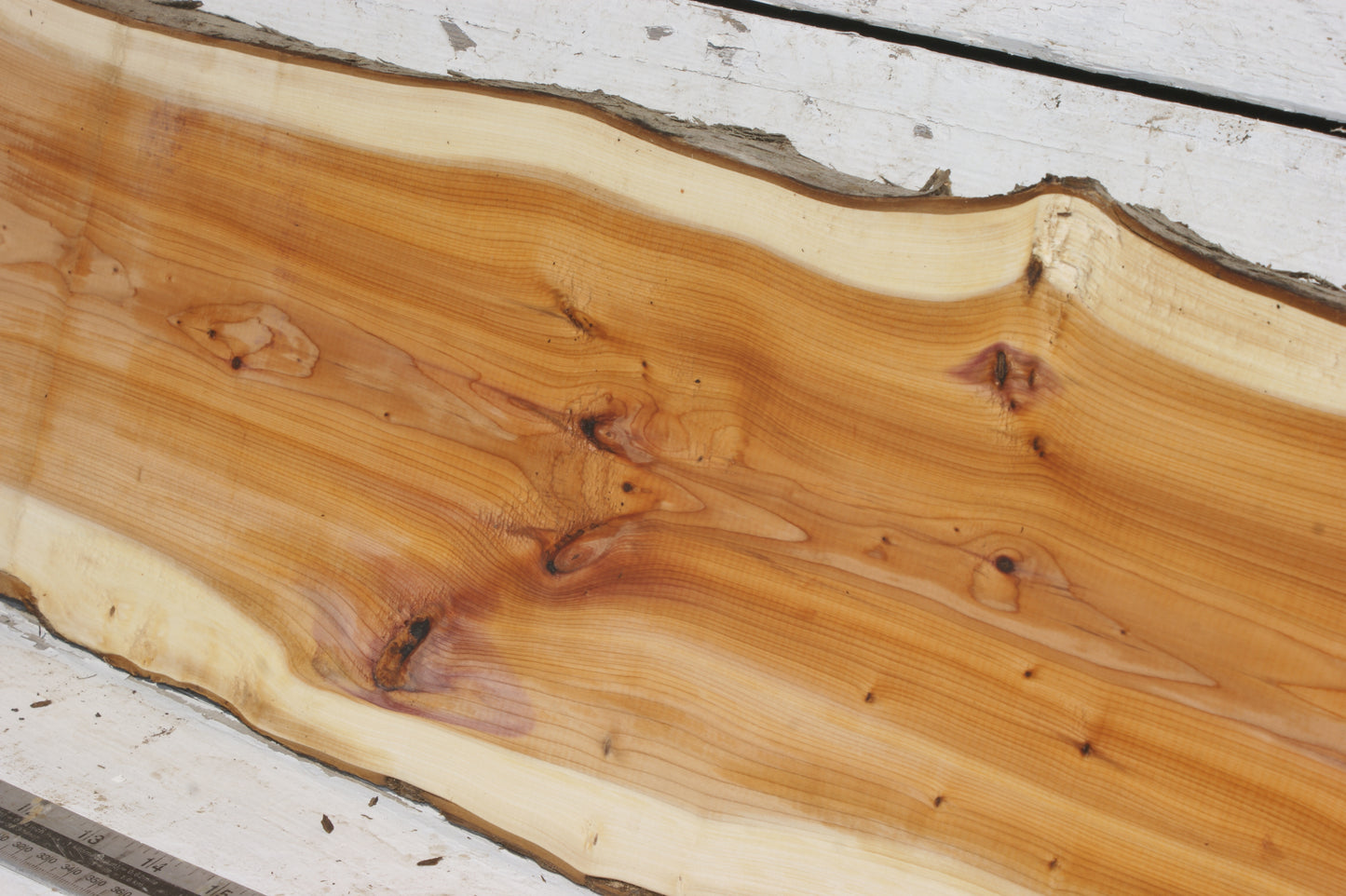 English Yew Shelf. (501)