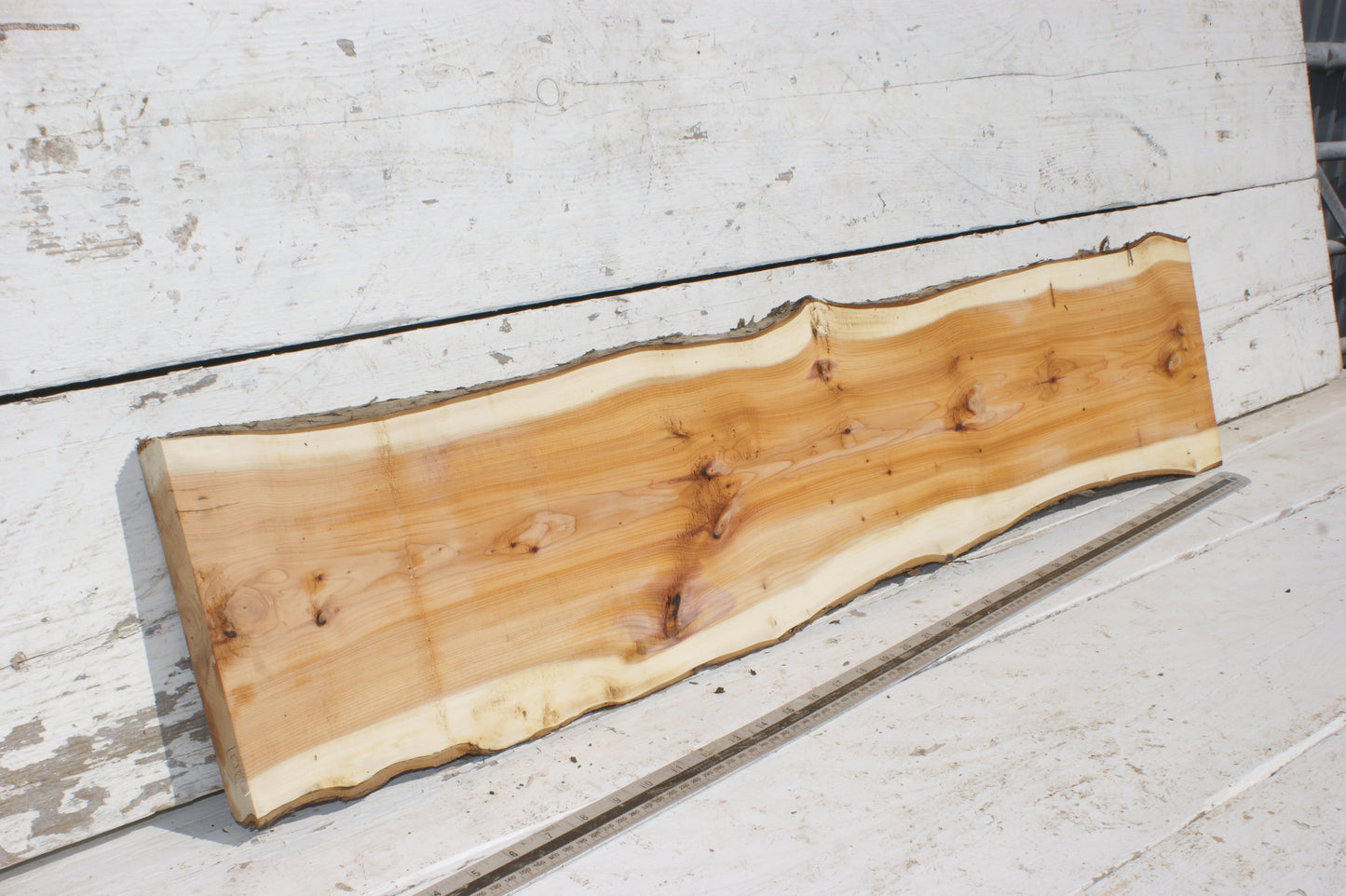 English Yew Shelf. (501)
