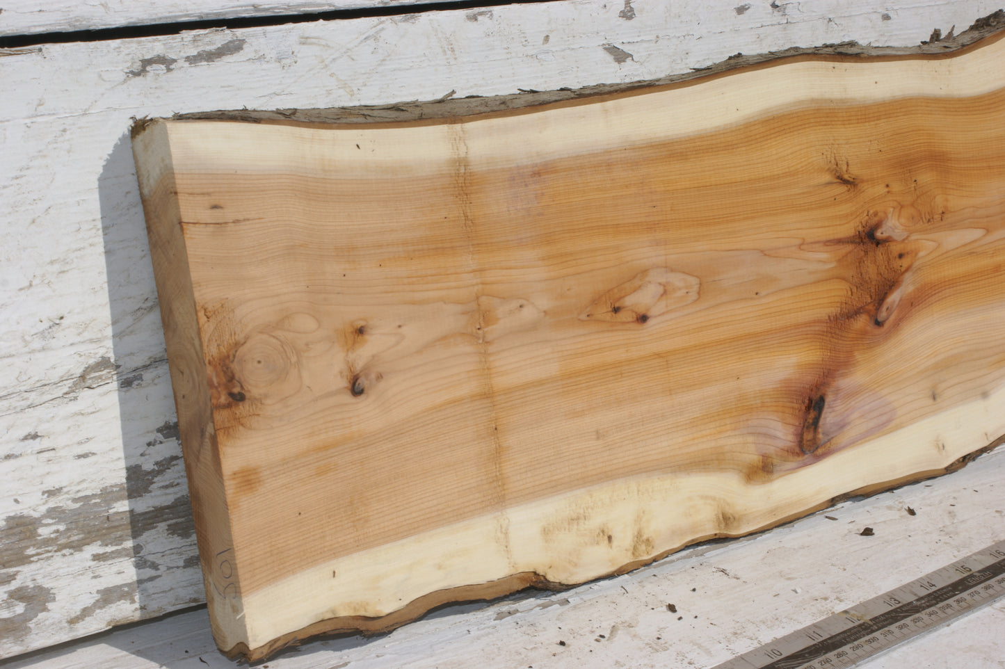 English Yew Shelf. (501)