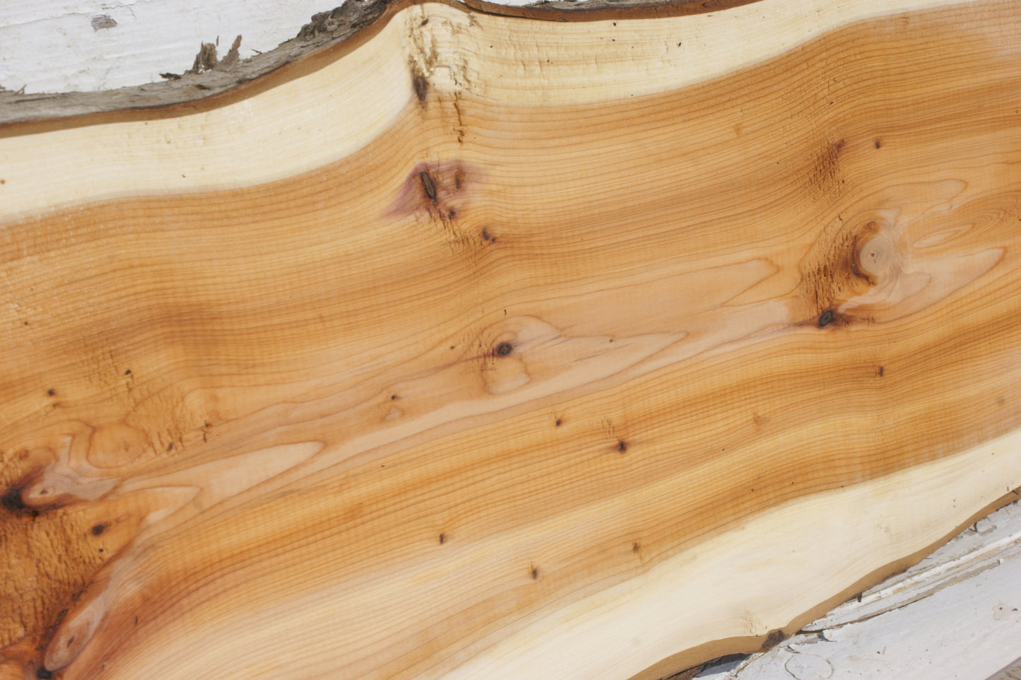 English Yew Shelf. (501)