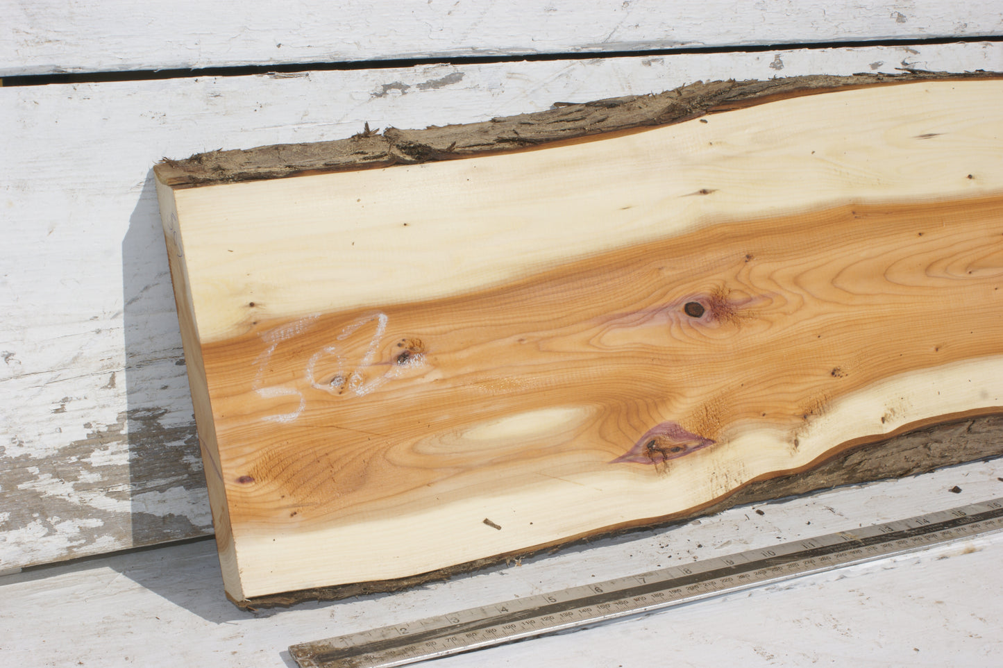 English Yew Shelf. (502)