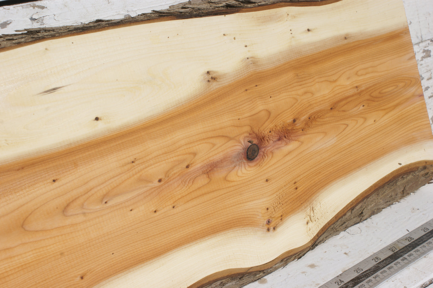 English Yew Shelf. (502)