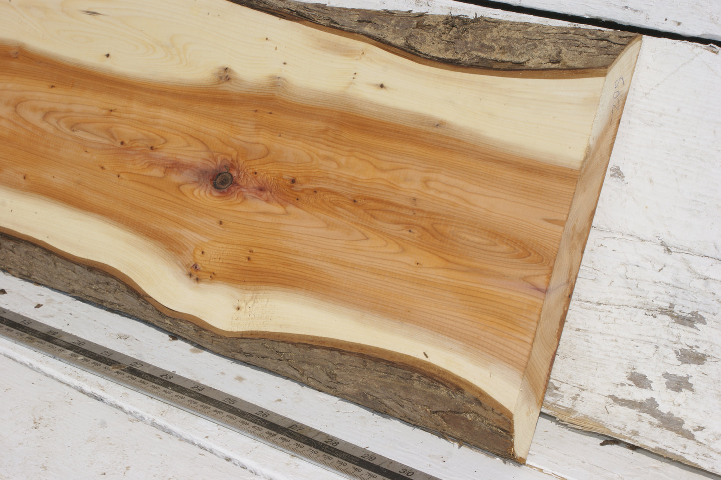 English Yew Shelf. (502)