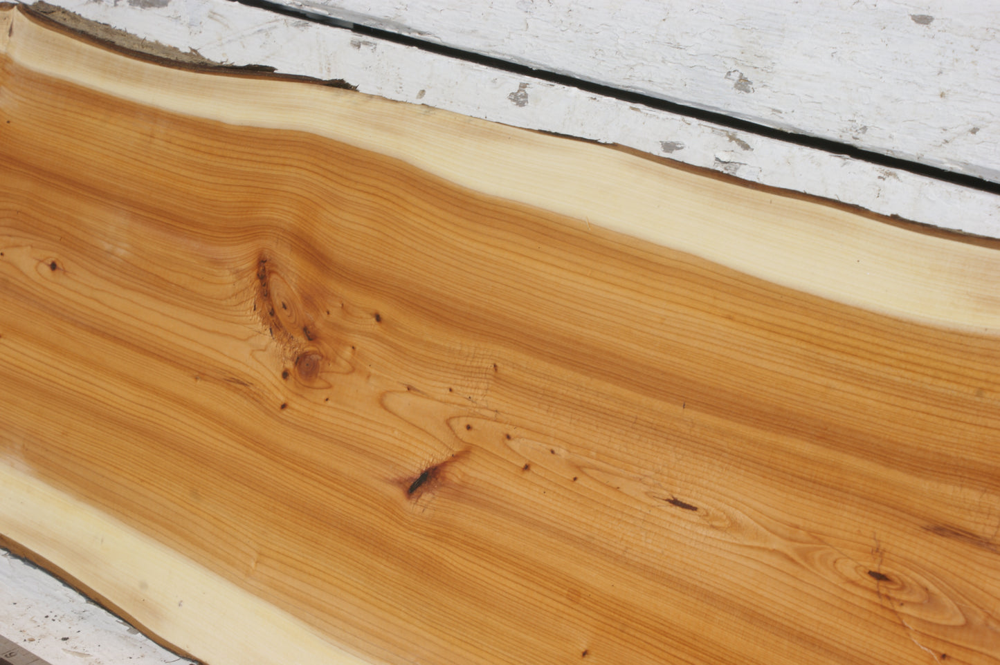 English Yew Shelf. (502)