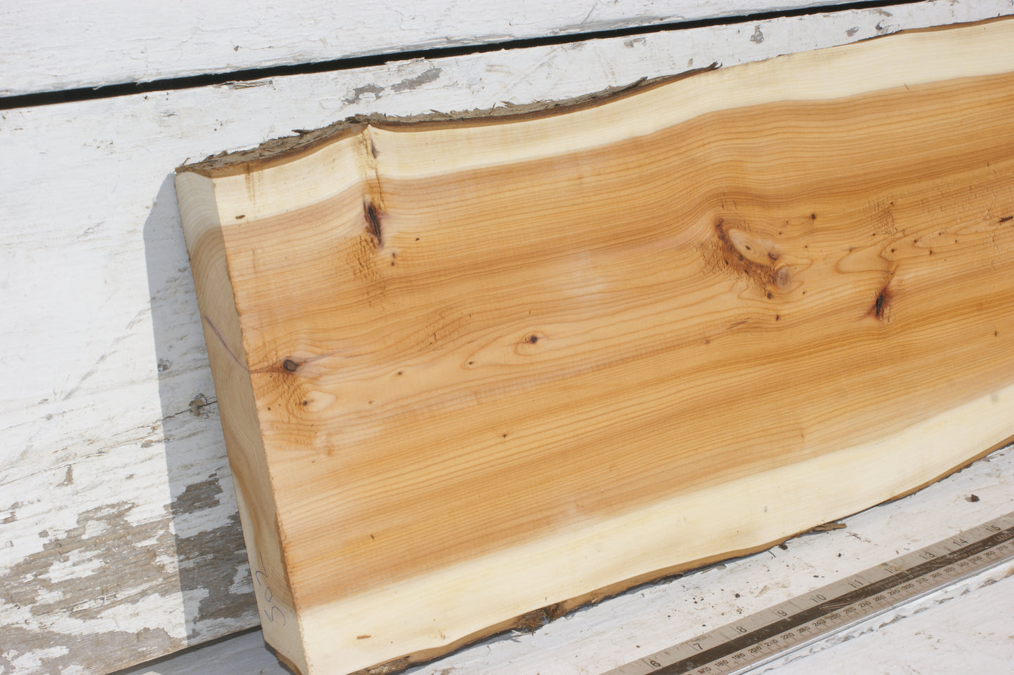 English Yew Shelf. (502)