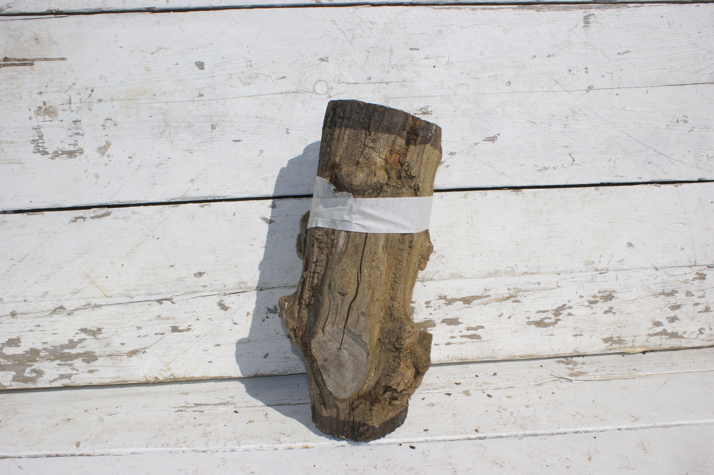 Burr Mulberry Branch (531)