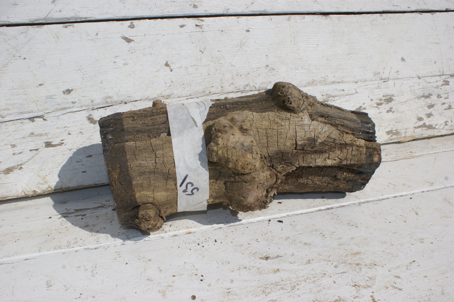 Burr Mulberry Branch (531)