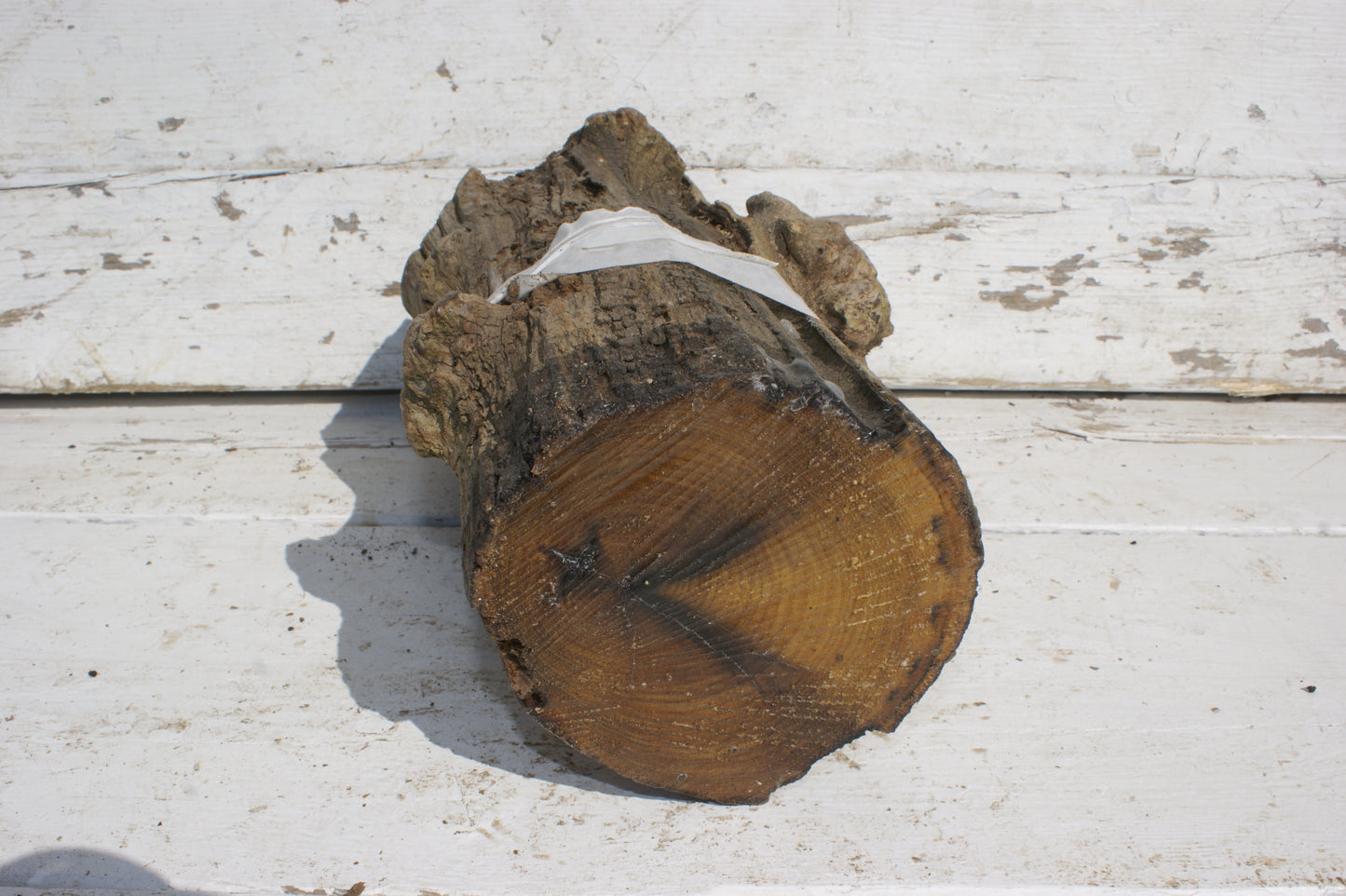 Burr Mulberry Branch (531)