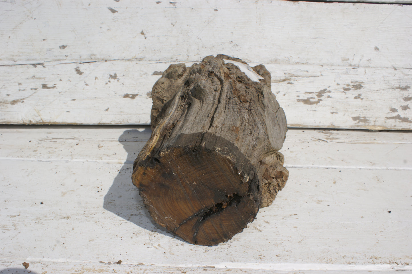 Burr Mulberry Branch (531)