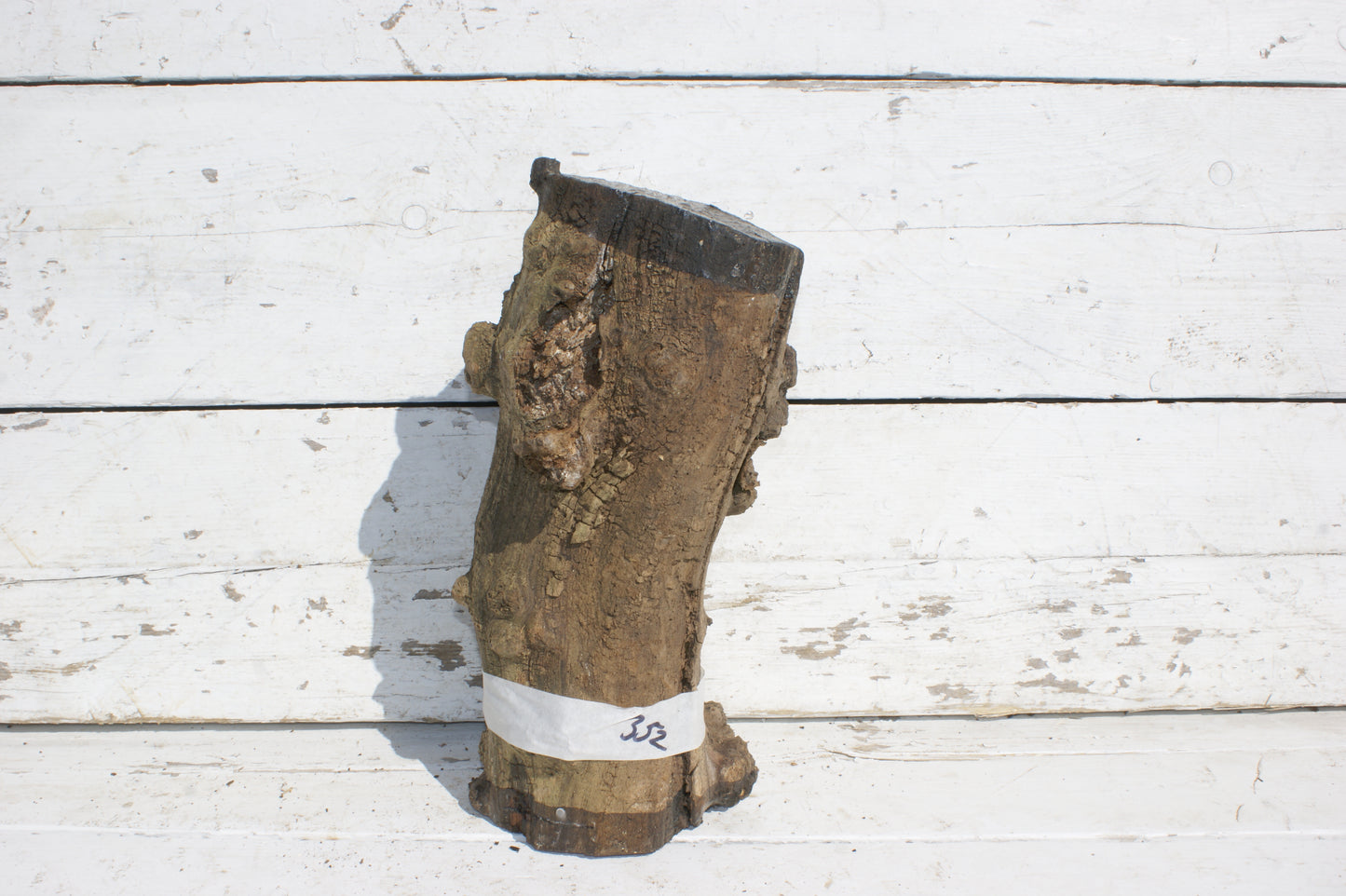 Burr Mulberry Branch (532)