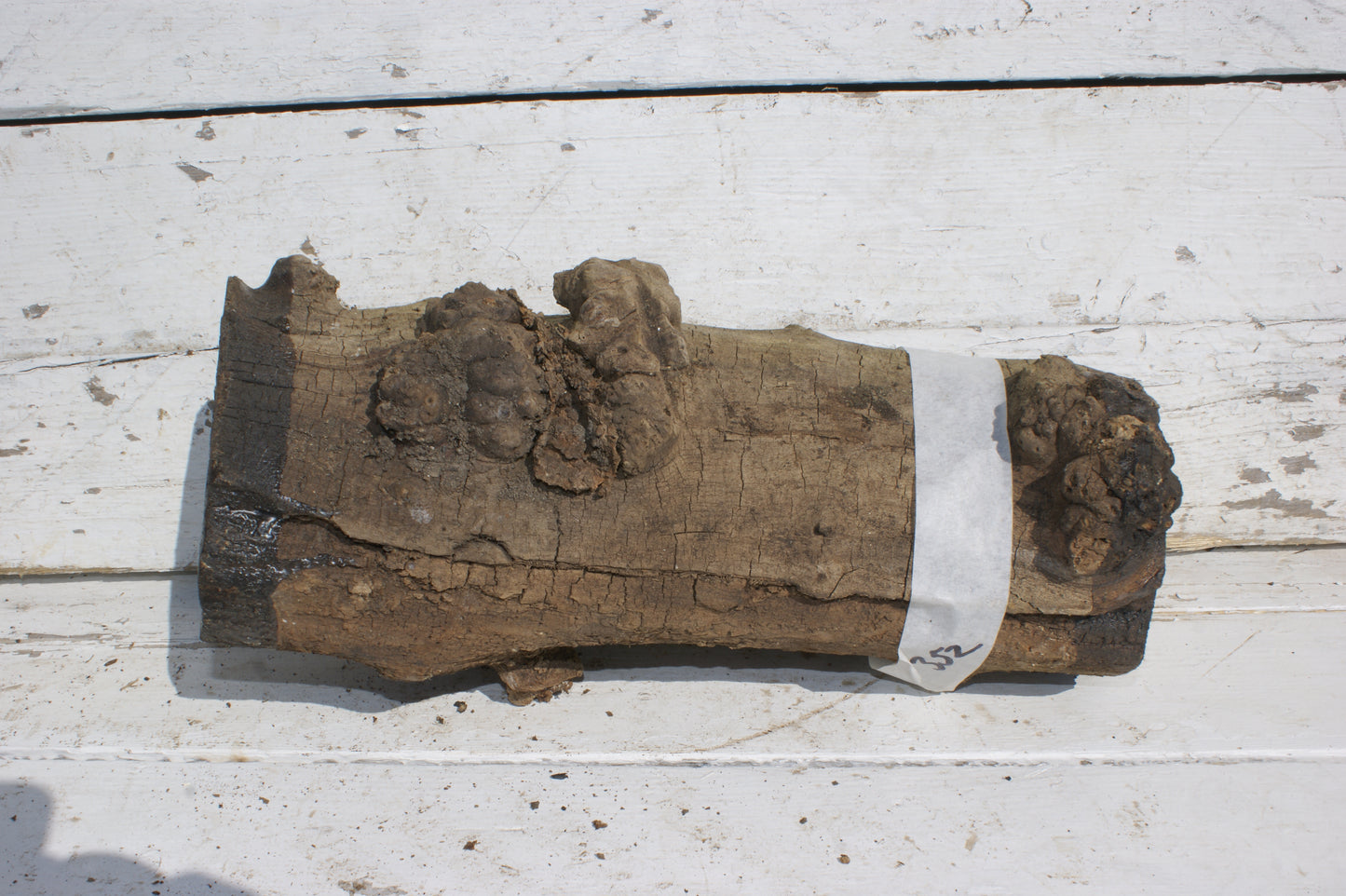 Burr Mulberry Branch (532)