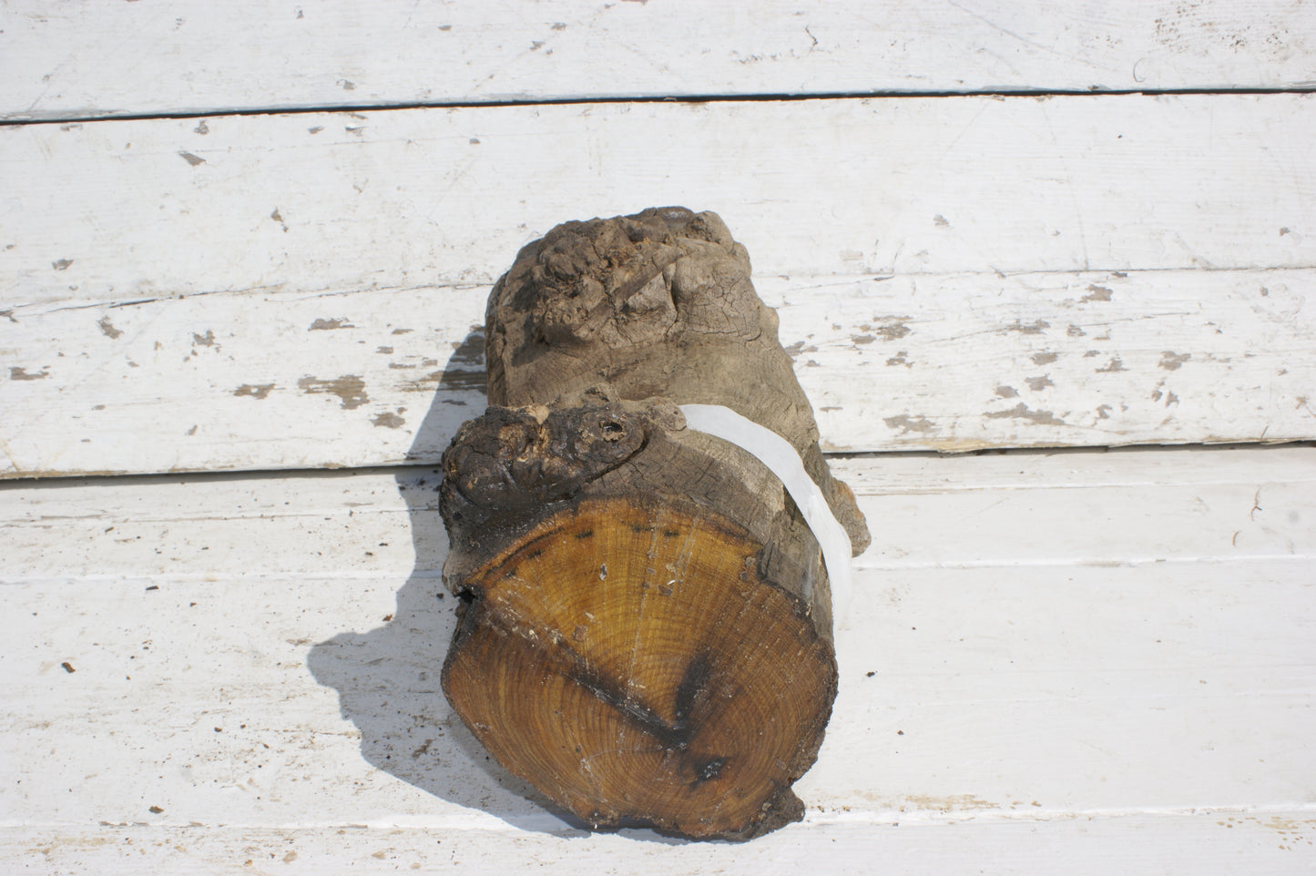 Burr Mulberry Branch (532)