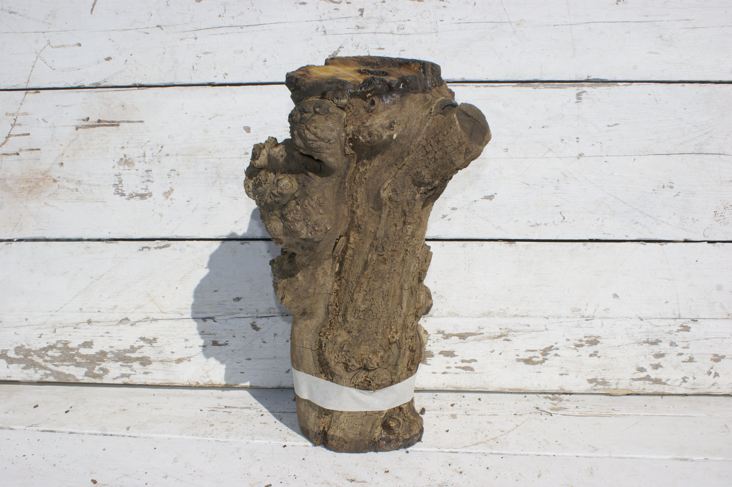 Burr Mulberry Branch (534)
