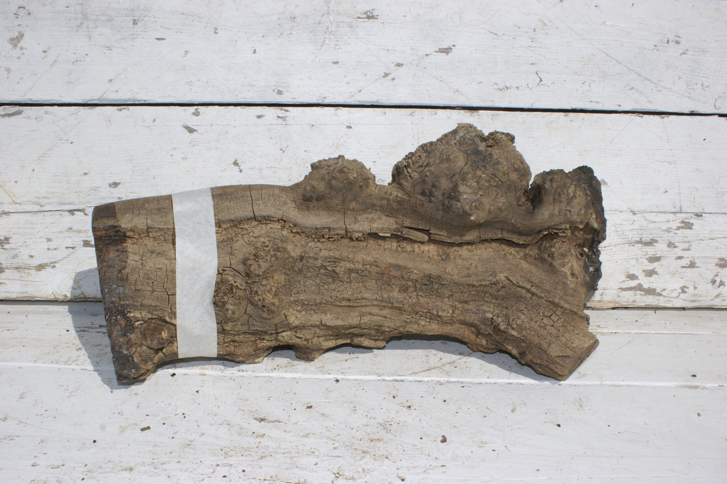 Burr Mulberry Branch (534)