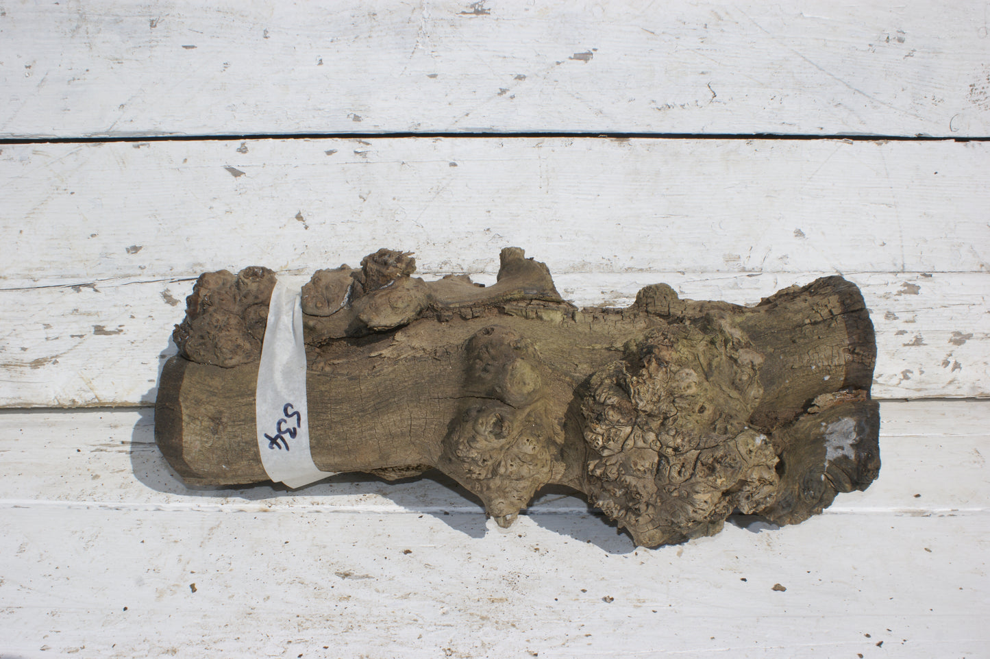 Burr Mulberry Branch (534)