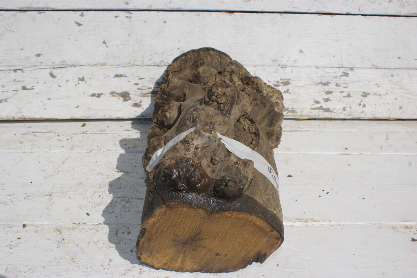 Burr Mulberry Branch (534)