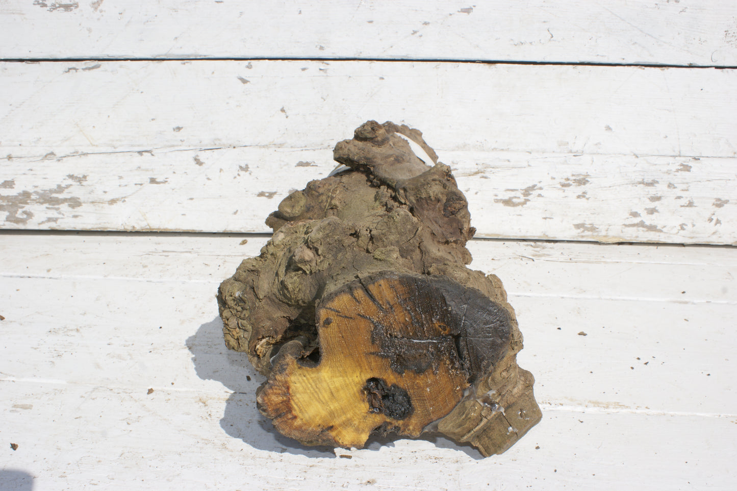 Burr Mulberry Branch (534)