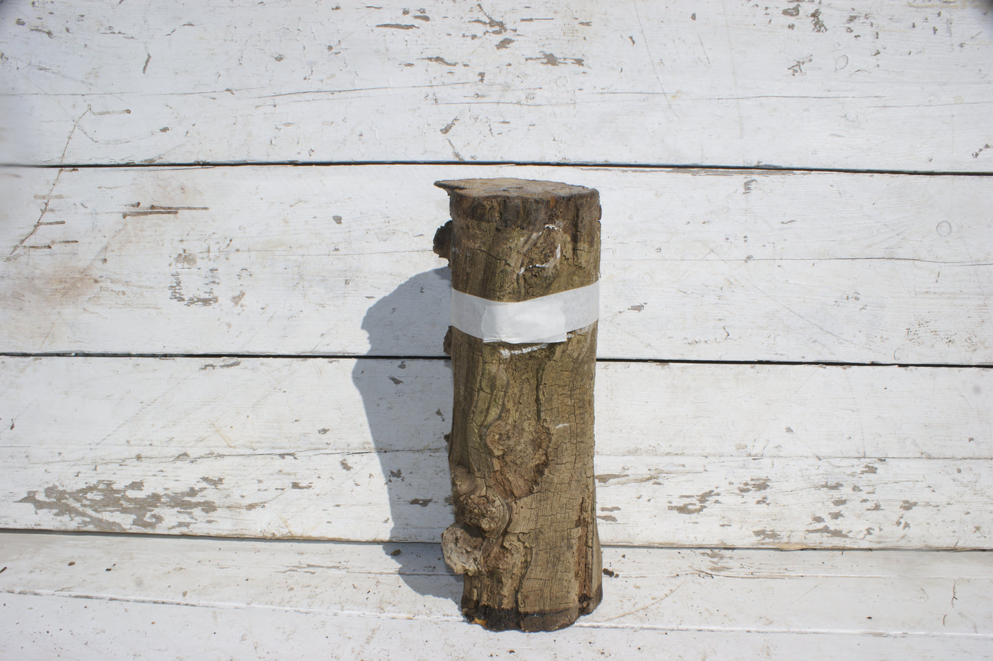 Burr Mulberry Branch (533)