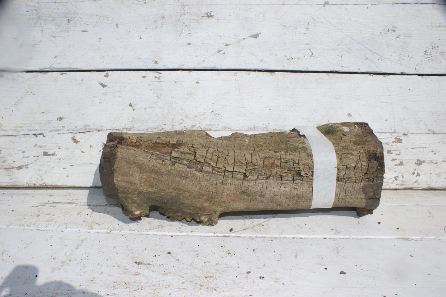 Burr Mulberry Branch (533)