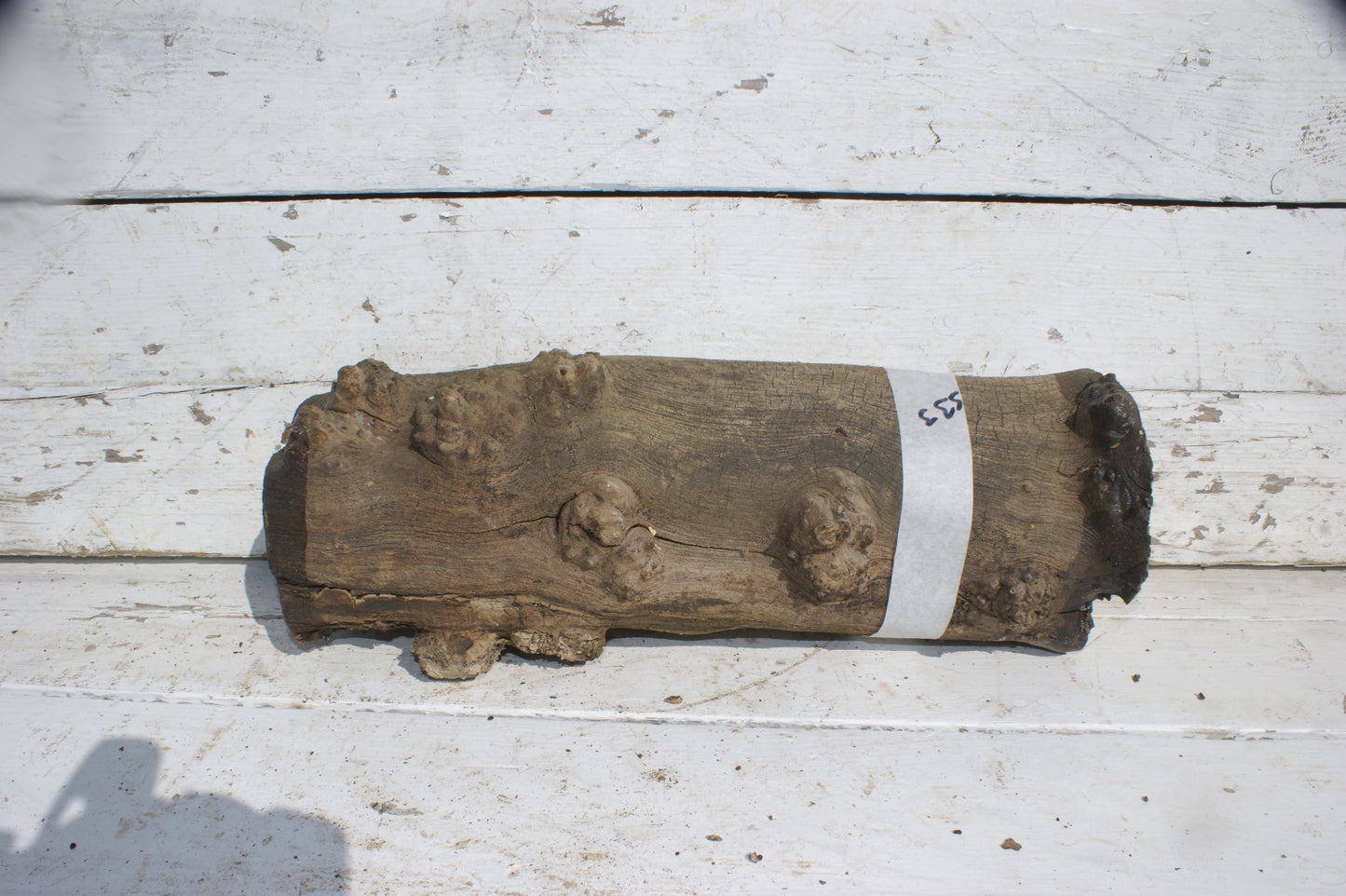 Burr Mulberry Branch (533)