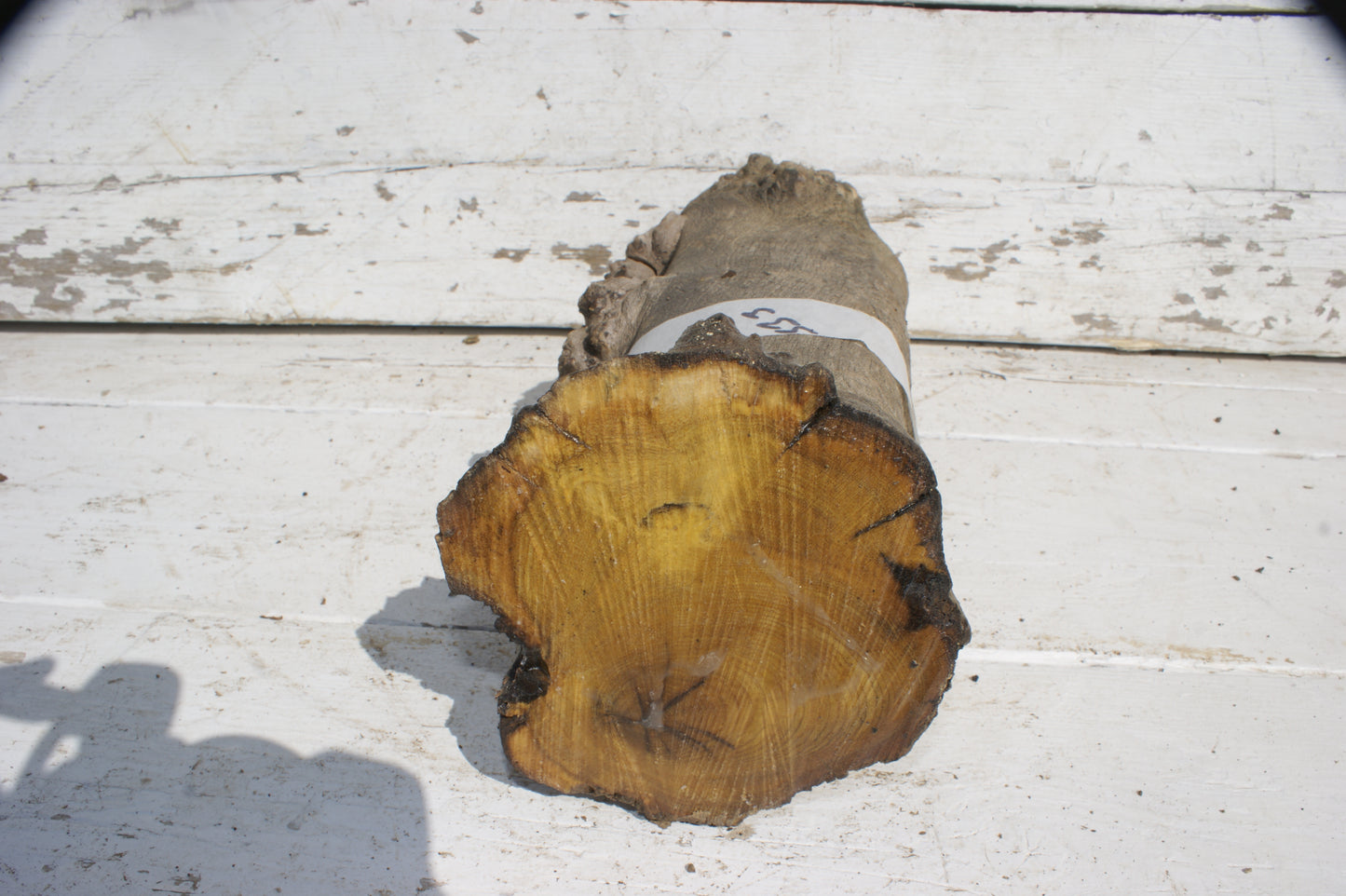 Burr Mulberry Branch (533)
