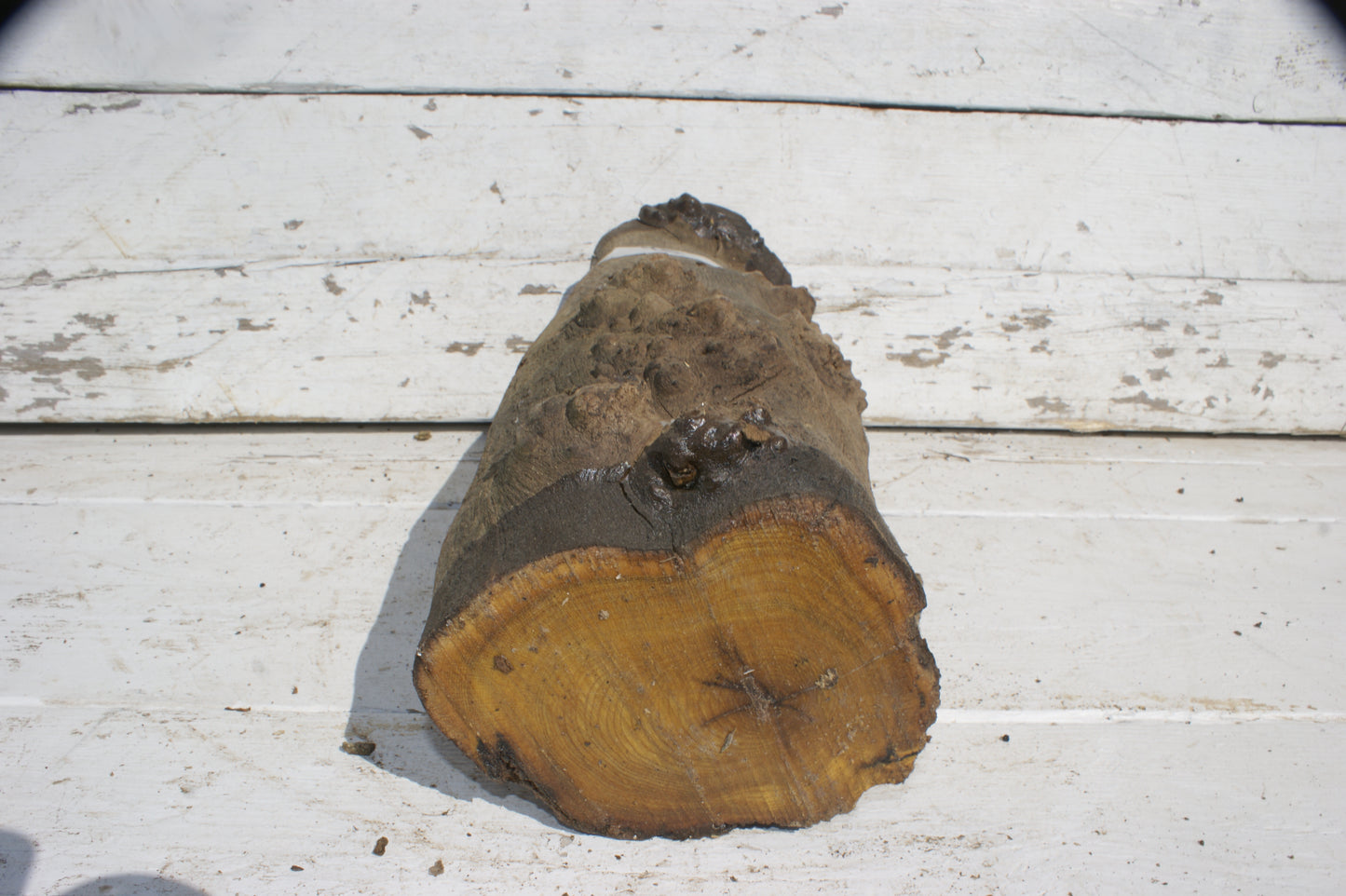 Burr Mulberry Branch (533)